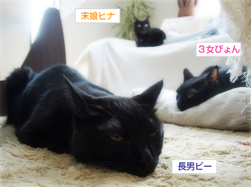 リスクと負担(オマケ:抗癌治療について・3)_a0389088_17225306.jpg