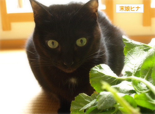 ハッピーな野菜たち_a0389088_17225337.jpg