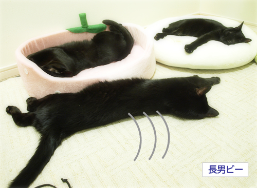 お腹も涙も上を向いて(オマケ:抗癌治療について・5)_a0389088_17225510.jpg