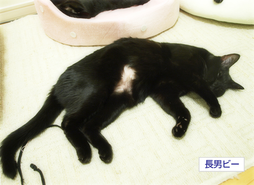 お腹も涙も上を向いて(オマケ:抗癌治療について・5)_a0389088_17225529.jpg