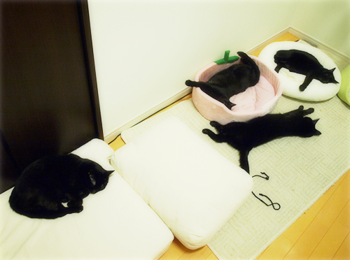 お腹も涙も上を向いて(オマケ:抗癌治療について・5)_a0389088_17225555.jpg