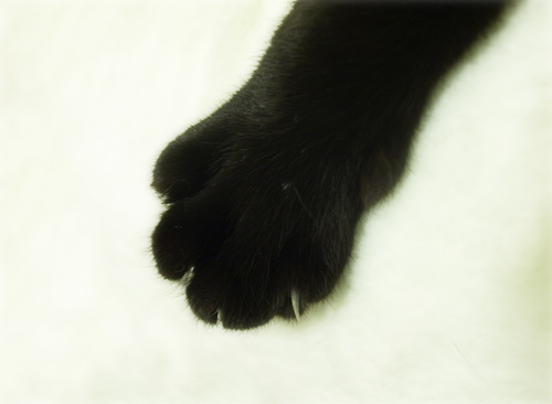 お腹も涙も上を向いて(オマケ:抗癌治療について・5)_a0389088_17225579.jpg