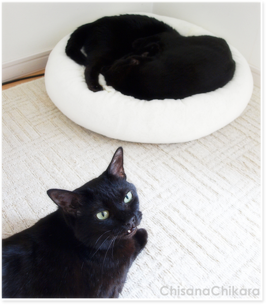 春雨の猫だんご_a0389088_17225933.jpg