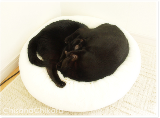 春雨の猫だんご_a0389088_17225936.jpg