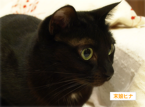 命のしずく(オマケ:抗癌治療について・7)_a0389088_17225962.jpg