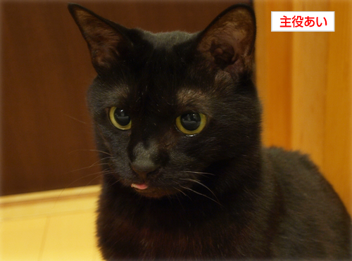 命のしずく(オマケ:抗癌治療について・7)_a0389088_17225989.jpg