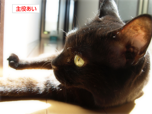 工事中!迂回セヨ?_a0389088_17230185.jpg