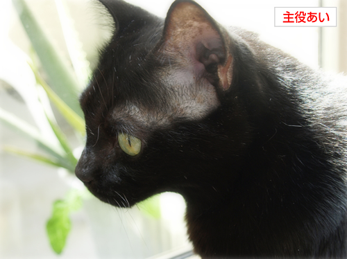 光の森へ(オマケ:抗癌治療について・8)_a0389088_17230440.jpg