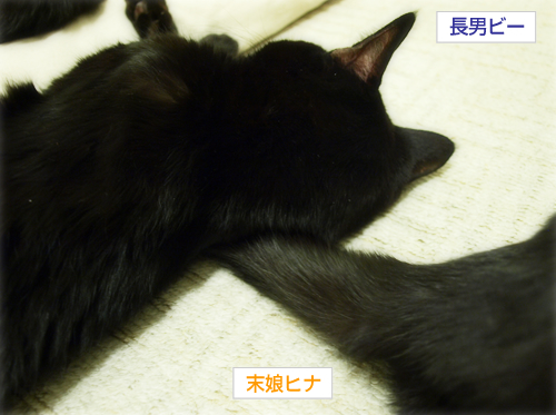 覚悟と決意とほほえみと (オマケ:抗癌治療について・9)_a0389088_17230637.jpg