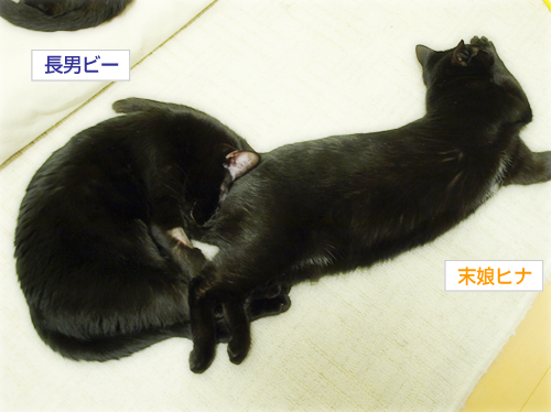 覚悟と決意とほほえみと (オマケ:抗癌治療について・9)_a0389088_17230697.jpg