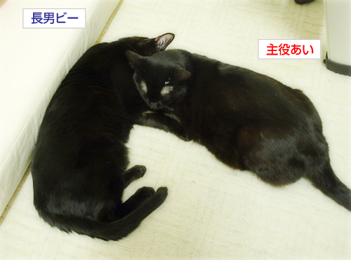 良いところも、悪いところも…_a0389088_17230943.jpg