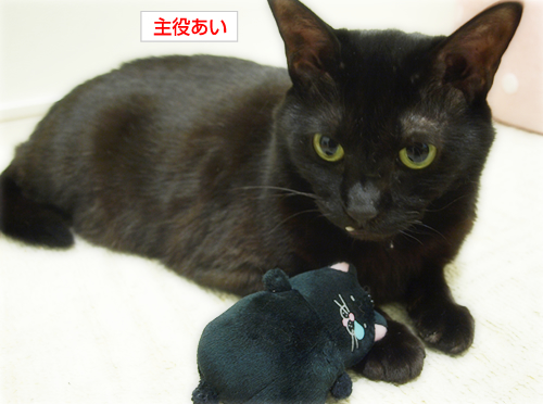 黒い子猫がやってきた!_a0389088_17234824.jpg