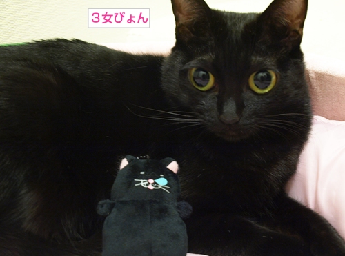 黒い子猫がやってきた!_a0389088_17234832.jpg