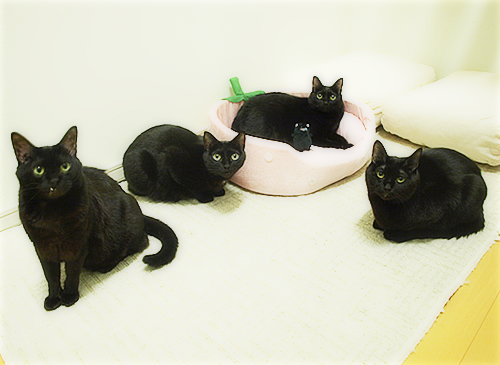 黒い子猫がやってきた!_a0389088_17234838.jpg