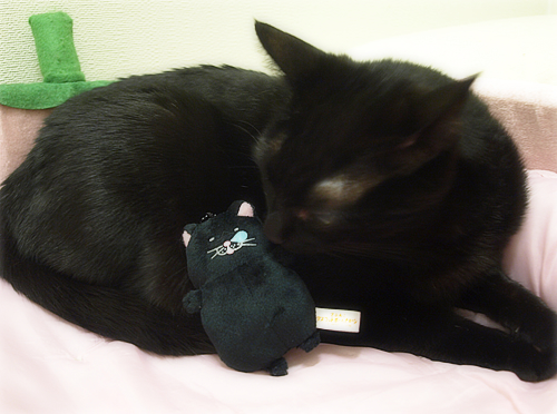 黒い子猫がやってきた!_a0389088_17234852.jpg
