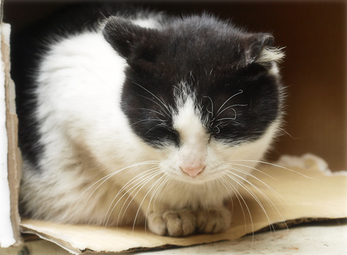 山に住む猫たち_a0389088_17235237.jpg