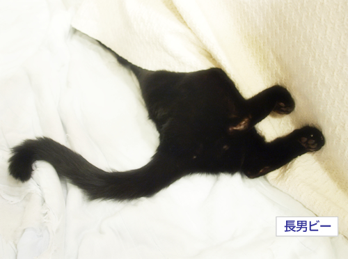 徹夜と猫とおハゲとコンビニ_a0389088_17235445.jpg