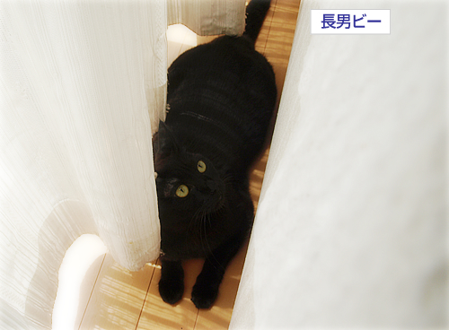 抗癌治療日の猫だまし_a0389088_17251768.jpg