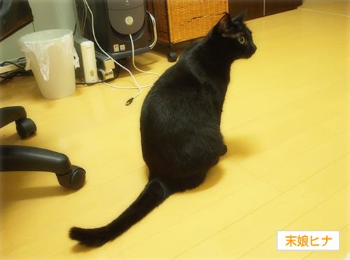 猫モデル特訓_a0389088_17254879.jpg