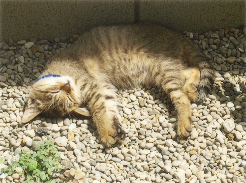 命のためのマニフェスト_a0389088_17255001.jpg