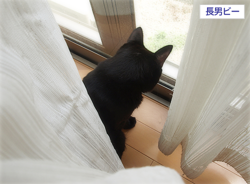 命のためのマニフェスト_a0389088_17255066.jpg