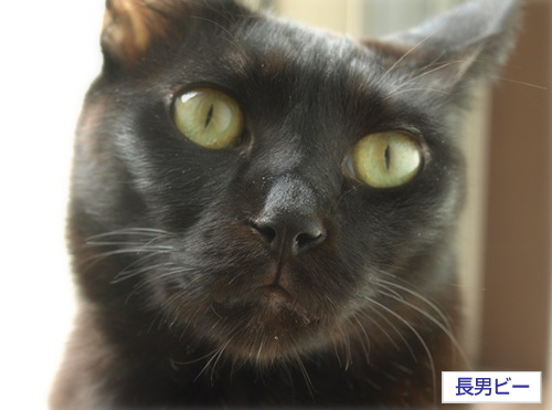「捨てないで」_a0389088_17260157.jpg