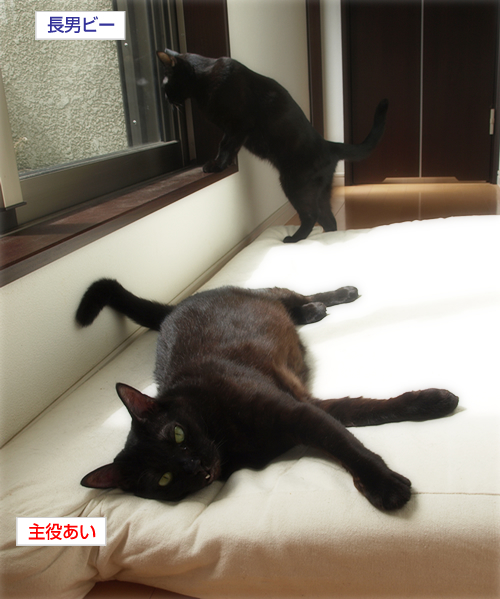 「捨てないで」_a0389088_17260181.jpg