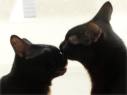イチャつきすぎる黒猫(カレンダープレゼント企画!)_a0389088_17265243.jpg