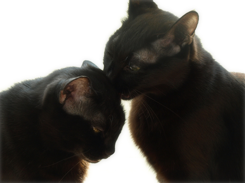 イチャつきすぎる黒猫(カレンダープレゼント企画!)_a0389088_17265292.jpg