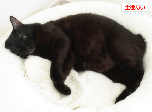 カオスなごろ寝_a0389088_17265308.jpg