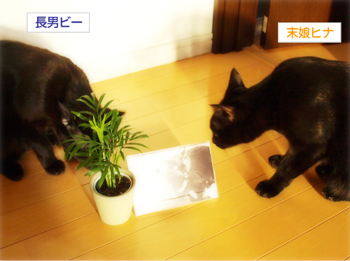 2010ちいさなチカラカレンダープレゼント当選!_a0389088_17265581.jpg