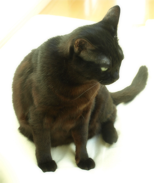 あいされるために生まれた_a0389088_17271450.jpg