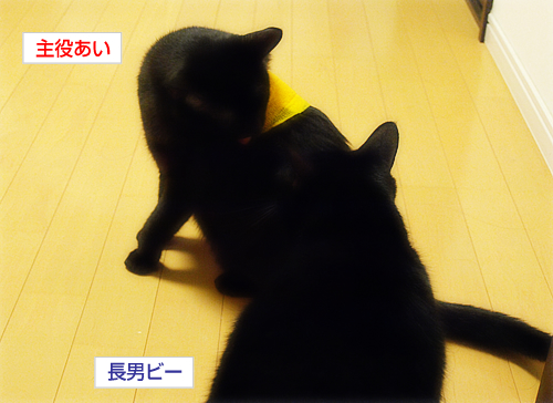 あいの「しこり」_a0389088_17272067.jpg