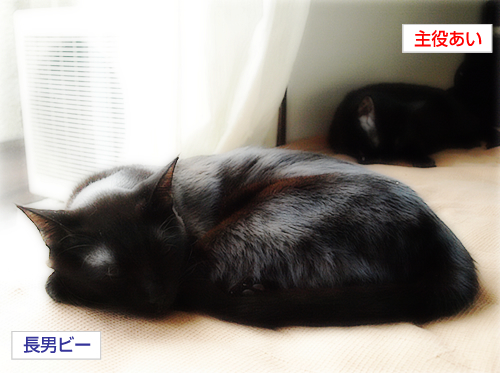 ぼたもち夫婦_a0389088_17272114.jpg