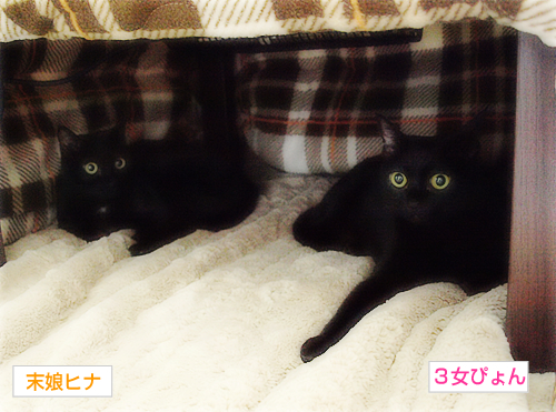 ぼたもち夫婦_a0389088_17272223.jpg