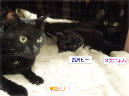 しこりのその後と、あいの個性?_a0389088_17272592.jpg