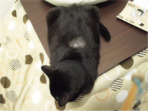 しこりのその後と、あいの個性?_a0389088_17272642.jpg