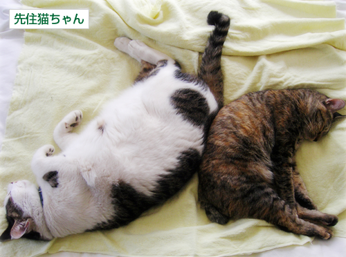 子トラ、しあわせを語る!_a0389088_17273299.jpg