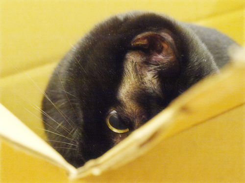 大きなツヅラはお好きですか?_a0389088_17273377.jpg