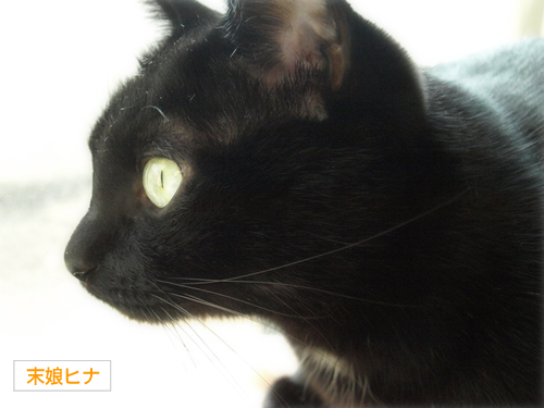 空の色 猫の瞳_a0389088_17273553.jpg