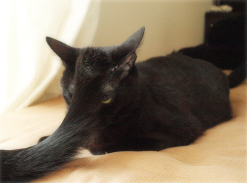 空の色 猫の瞳_a0389088_17273558.jpg