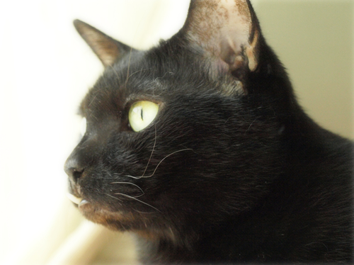 空の色 猫の瞳_a0389088_17273587.jpg