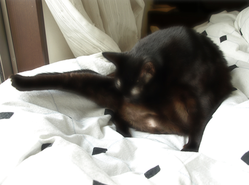 フィナーレ(あいの体について)_a0389088_17273823.jpg