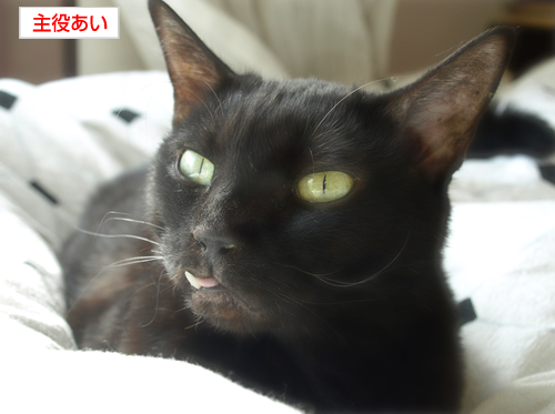 フィナーレ(あいの体について)_a0389088_17273870.jpg