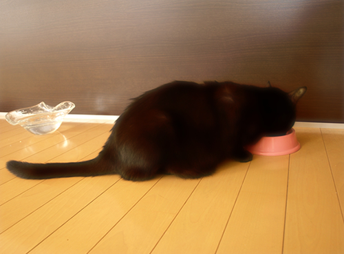 あいの音色(食欲について)_a0389088_17274254.jpg