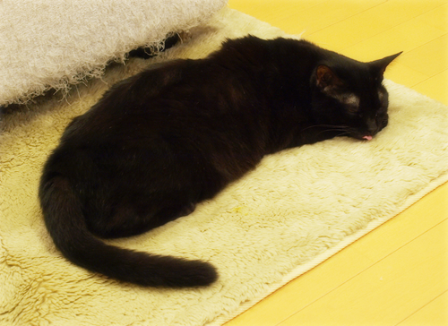 命つないで_a0389088_17274373.jpg
