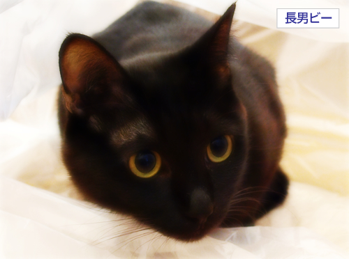 今日も生きている_a0389088_17274534.jpg