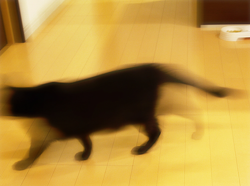 「癌」というもの_a0389088_17274963.jpg