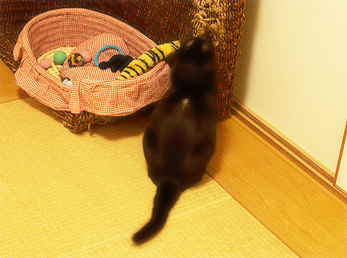 「癌」というもの_a0389088_17274994.jpg
