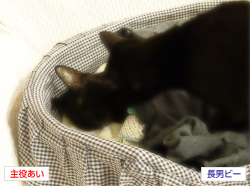 フィナーレのあとで_a0389088_17275858.jpg